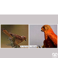 دلیجه کوچک Lesser Kestrel